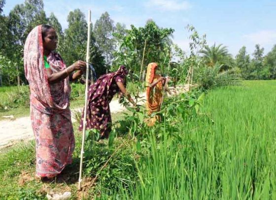 বৃক্ষরোপণের কাজ হচ্ছে ১০০ দিনের কাজে, যেখানে বৃক্ষ পাট্টাও দেওয়া হচ্ছে